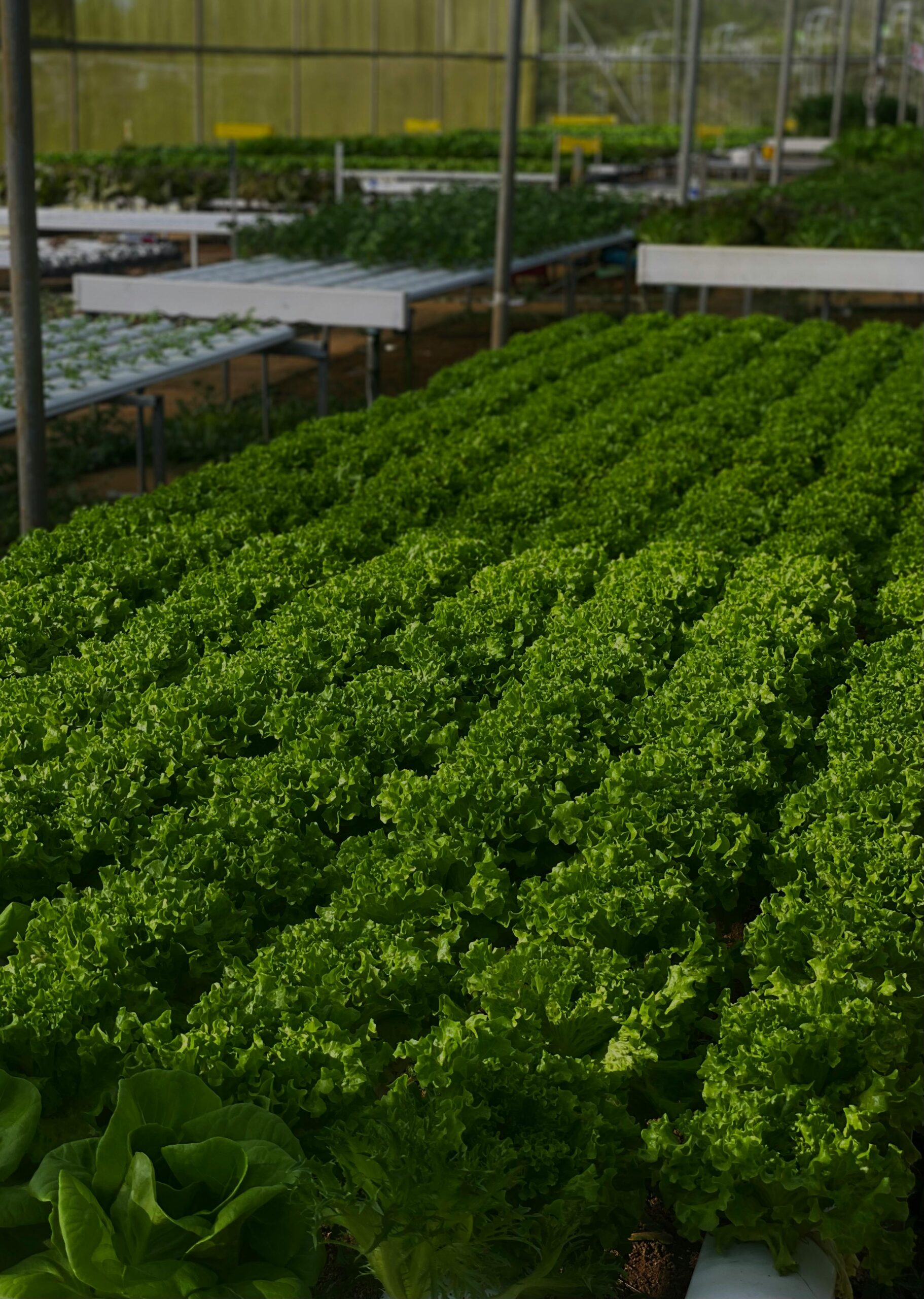 Vibrant rows of curly lettuce growing in an industrial greenhouse setting, showcasing sustainable agriculture.