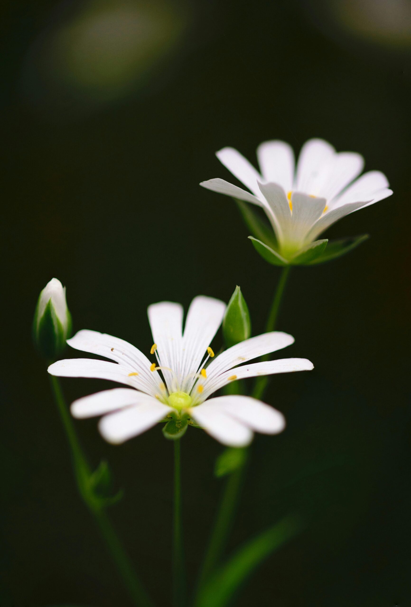 Beautiful white flowers in vibrant bloom, captured with a macro lens in a serene garden setting.